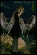 Image of Anhinga