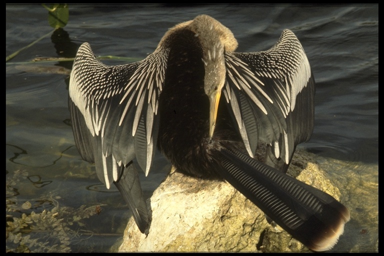 Image of Anhinga