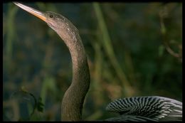 Image of Anhinga