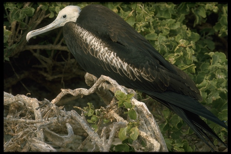 Image of Magnificent Frigatebird