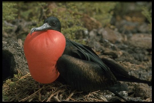 Plancia ëd Fregata magnificens Mathews 1914