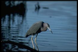 Image of Little Blue Heron