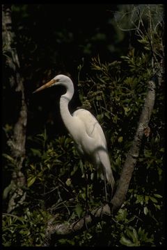 Image of Great Egret