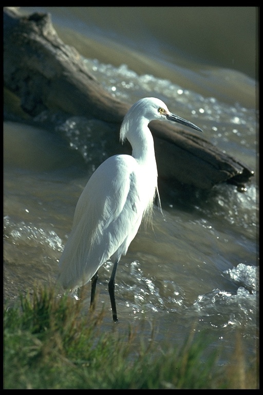 Image de Aigrette neigeuse