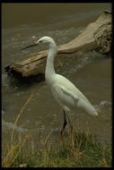 Image de Aigrette neigeuse