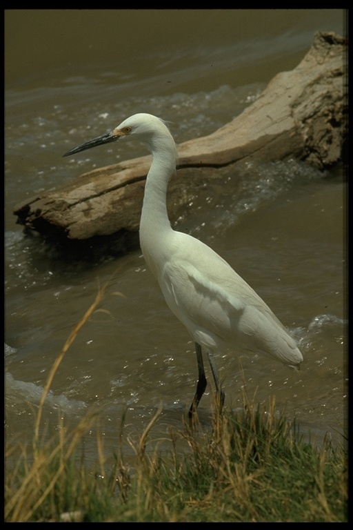 Image of Snowy Egret