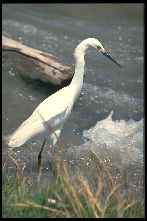 Image de Aigrette neigeuse