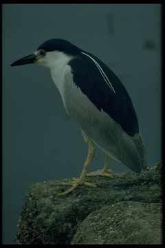 Image of Black-crowned Night Heron