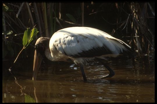 Imagem de Mycteria americana Linnaeus 1758