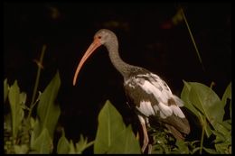 Image of American White Ibis