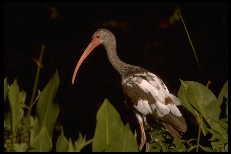 Image of American White Ibis