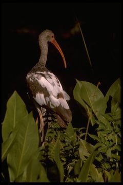 Image of American White Ibis