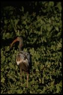 Image of American White Ibis