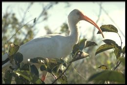 Image of American White Ibis