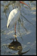 Image of American White Ibis