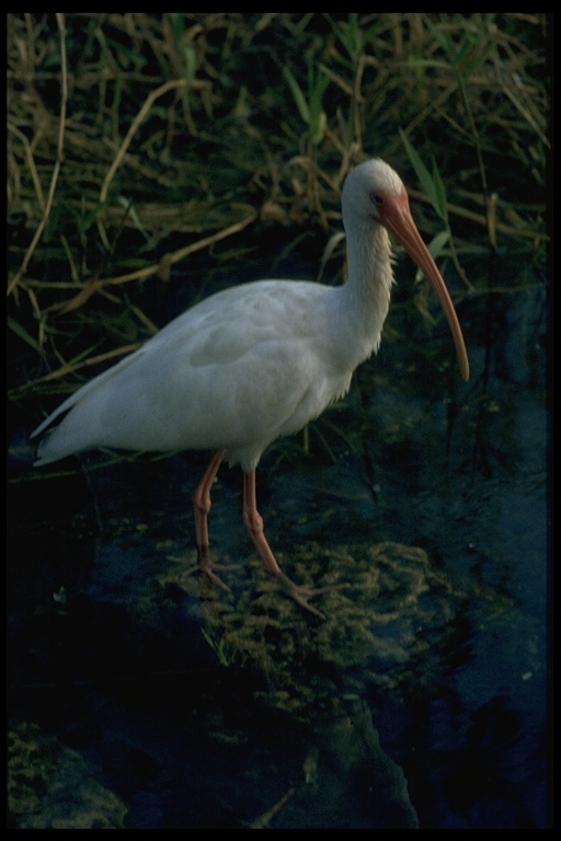 Image of American White Ibis