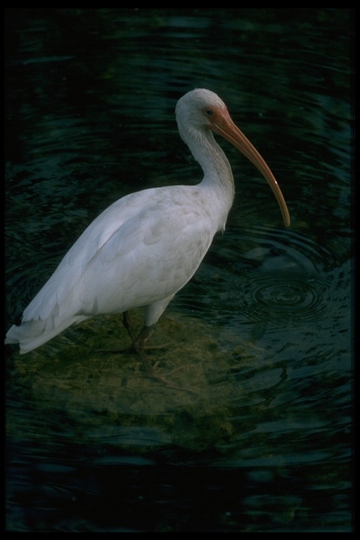 Image of American White Ibis