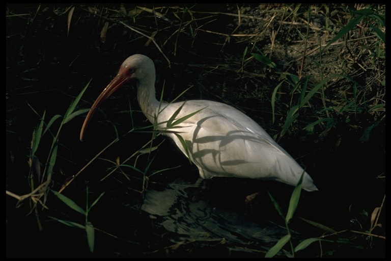 Image of American White Ibis