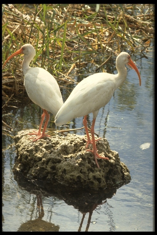 Image of American White Ibis