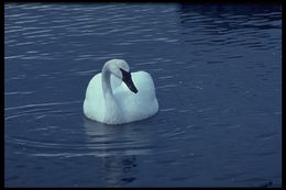 Image of Trumpeter Swan