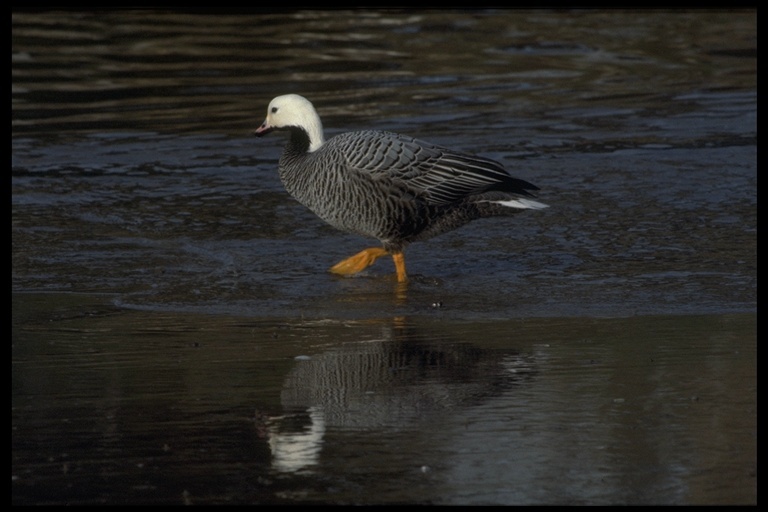 Image of Emperor Goose