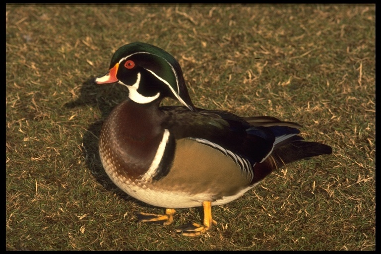 Image of Wood Duck