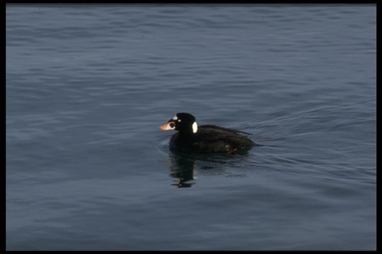 Imagem de Melanitta perspicillata (Linnaeus 1758)