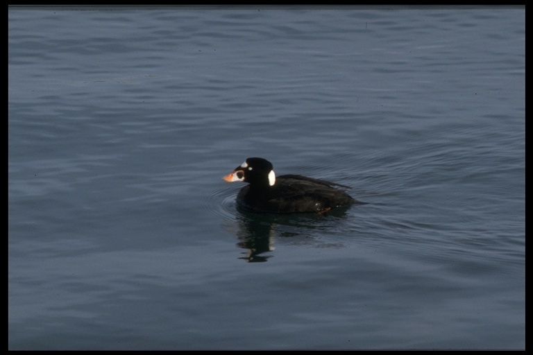 Image of Surf Scoter