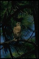 Image of Red-shouldered Hawk