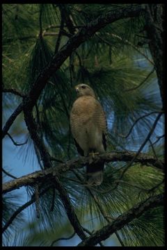 Image of Red-shouldered Hawk