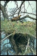 Image of Golden eagle