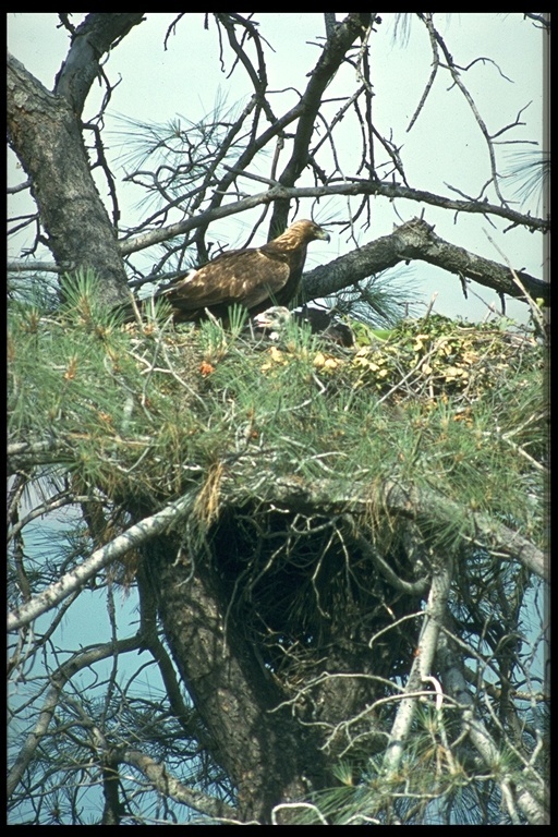 Image of Golden eagle