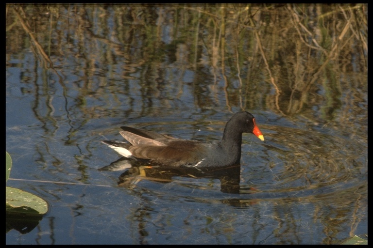 Image of Common Gallinule