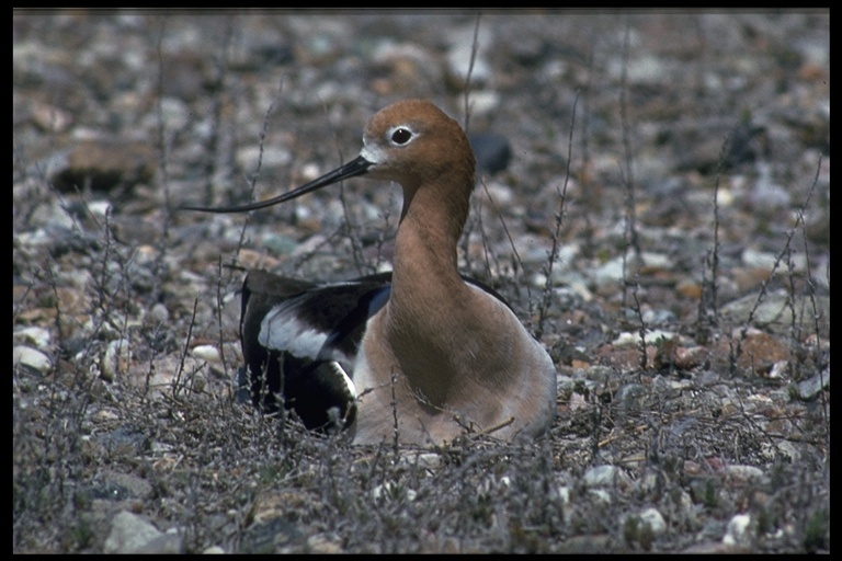 Image of American Avocet