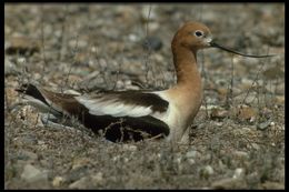 Image of American Avocet