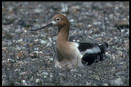 Image of American Avocet