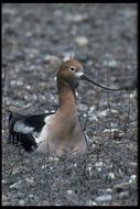 Image of American Avocet