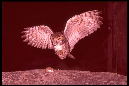 Image of Great Horned Owl