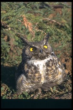 Image of Great Horned Owl