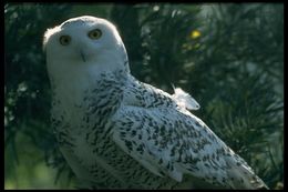 Image of Snowy Owl