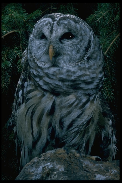 Image of Barred Owl