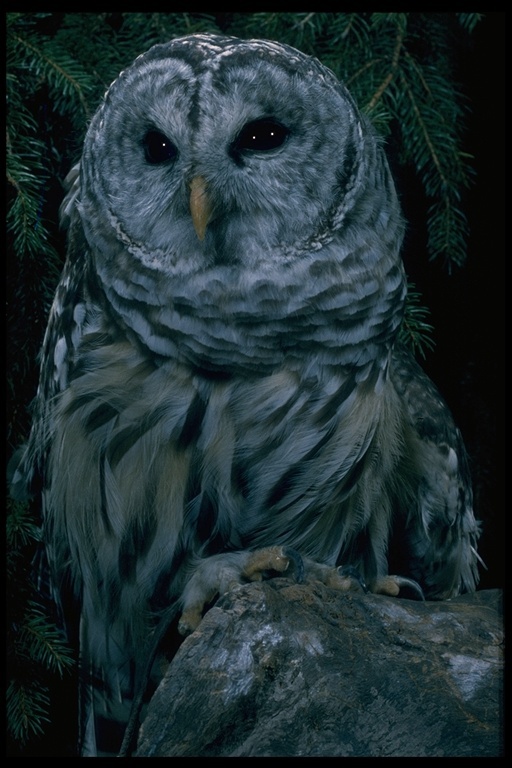 Image of Barred Owl