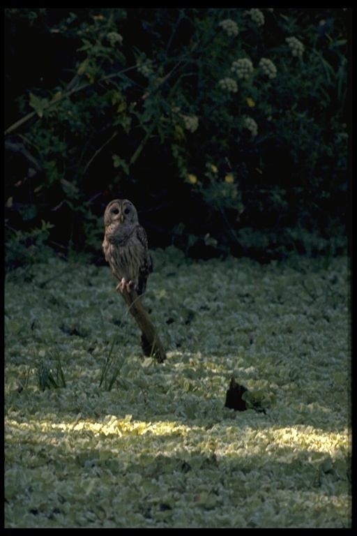 Image of Barred Owl