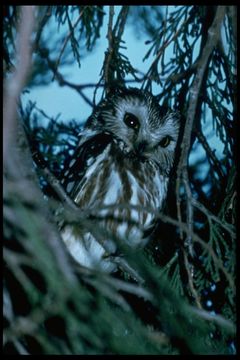 Image of Northern Saw-whet Owl