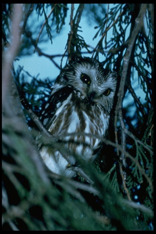 Image of Northern Saw-whet Owl