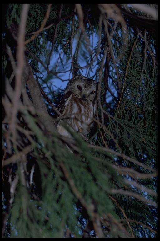 Image of Northern Saw-whet Owl