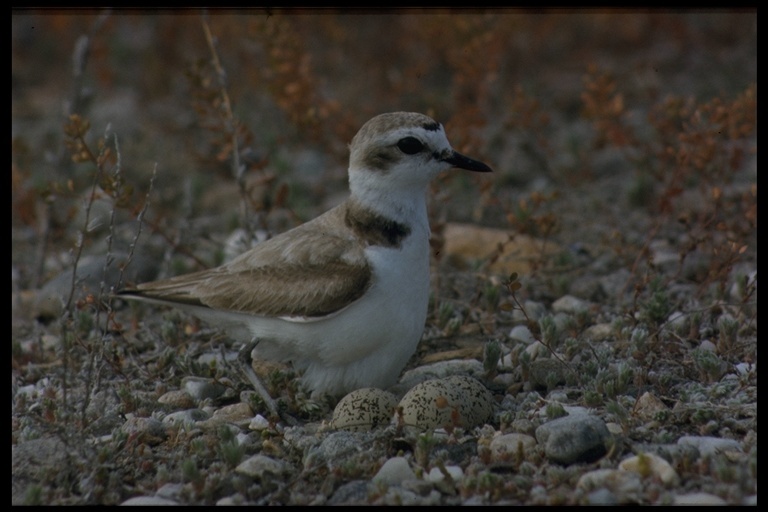 Слика од Charadrius nivosus (Cassin 1858)