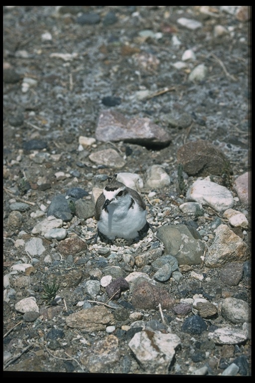 Слика од Charadrius nivosus (Cassin 1858)