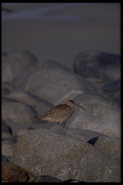 Image of Eurasian Whimbrel