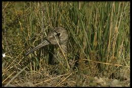 Image of Willet